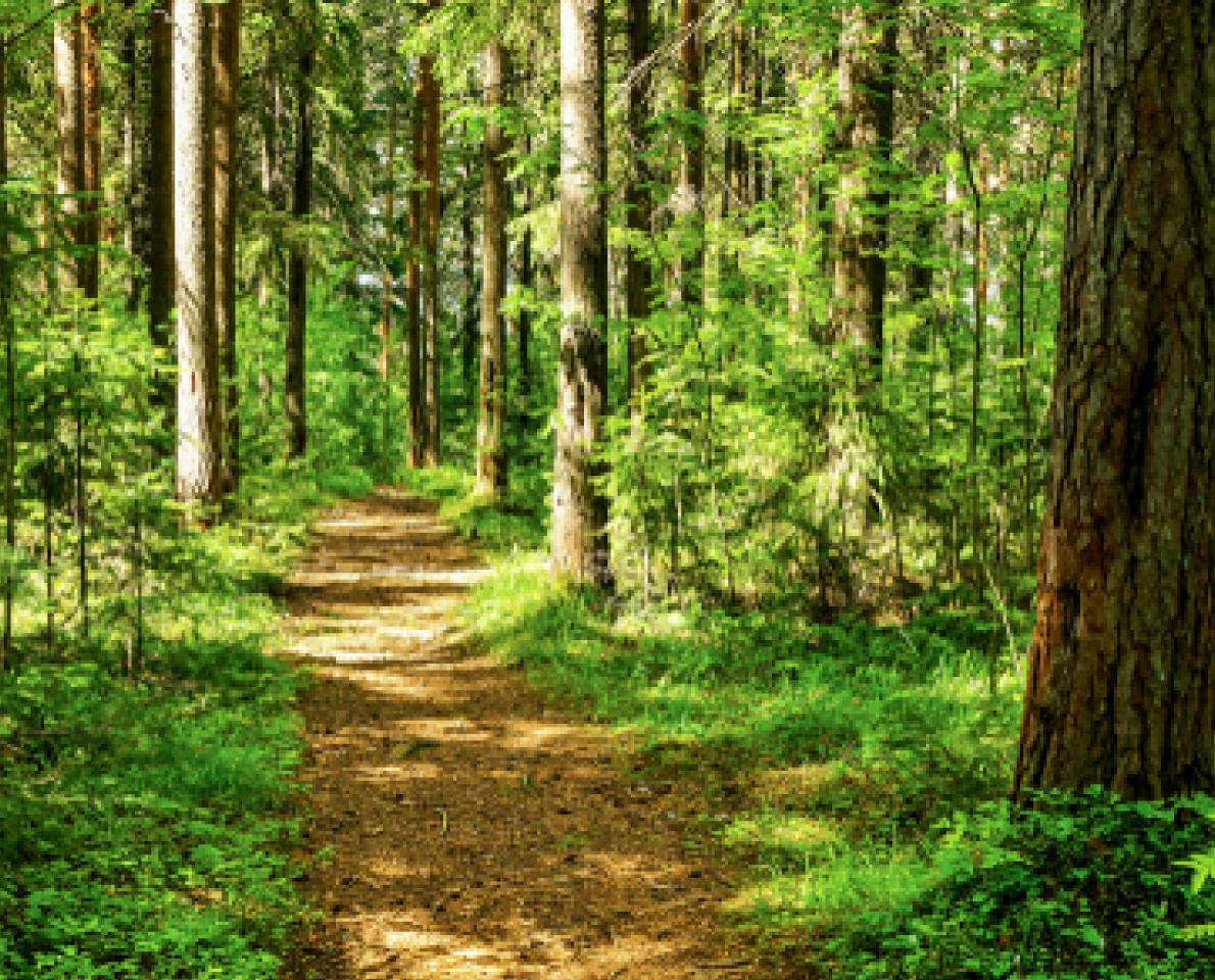 A path through trees