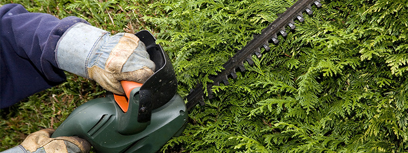 hedge trimming