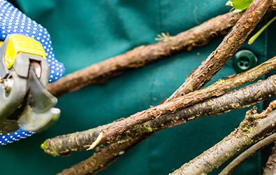 what happens to garden waste after you hire a skip feature image