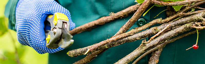 what happens to garden waste after you hire a skip feature image