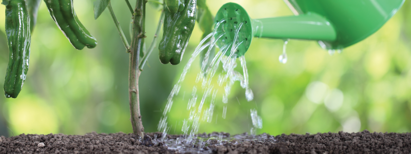 watering can