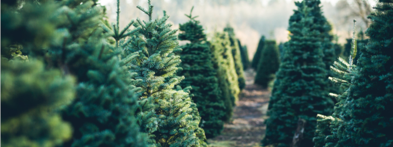 christmas tree farm